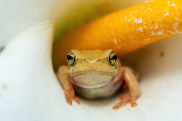 A cute spotted painted reed frog (Hyperolius marmoratus verrucosus) hiding in an Arum lily 