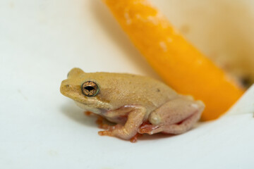 A cute spotted painted reed frog (Hyperolius marmoratus verrucosus) hiding in an Arum lily 