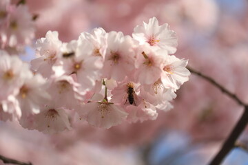 Cherry blossom