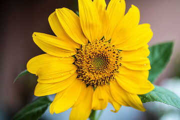 sunflower close up