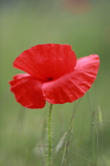 red poppy flower