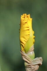 Close up of a flower