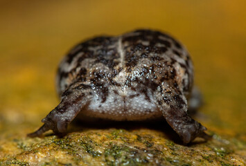 Rear of a Rose's rain frog (Breviceps rosei), also known as Rose's short-headed frog or the sand rain frog