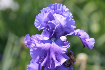 blue iris flower
