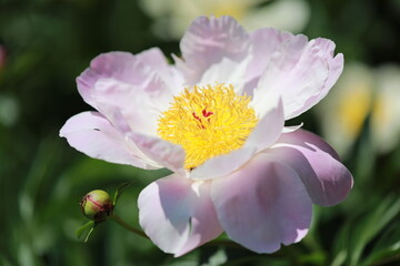 close up of a pink flower