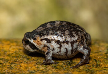 A cute Rose's rain frog (Breviceps rosei), also known as Rose's short-headed frog or the sand rain frog, on a rainy afternoon in the wild