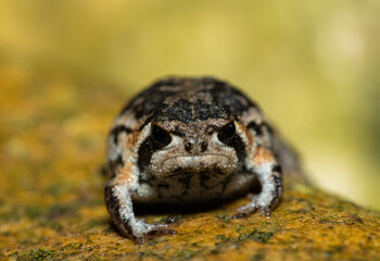 A cute Rose's rain frog (Breviceps rosei), also known as Rose's short-headed frog or the sand rain frog, on a rainy afternoon in the wild
