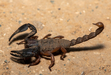 A beautiful Sideclaw Burrowing Scorpion (Opistophthalmus latimanus) in the wild