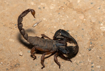 A beautiful Sideclaw Burrowing Scorpion (Opistophthalmus latimanus) in the wild