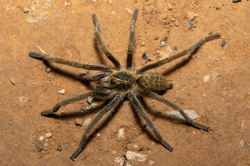 Dunbrody Golden Lesser Baboon Spider (Harpactirella magna)