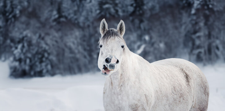 Weisses Pferd im Schnee, Pferd am kauen, Breitbildformat 