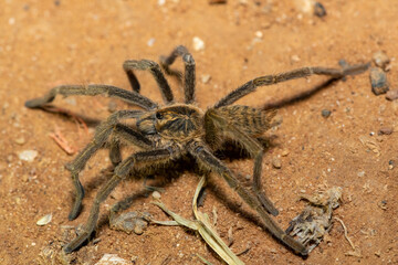 Dunbrody Golden Lesser Baboon Spider (Harpactirella magna)