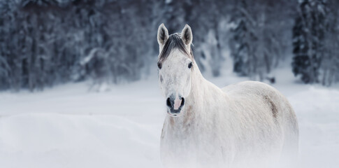 Weisses Pferd im Schnee, Liebes Pferd von vorne, Breitbildformat  © bildermitherz.world