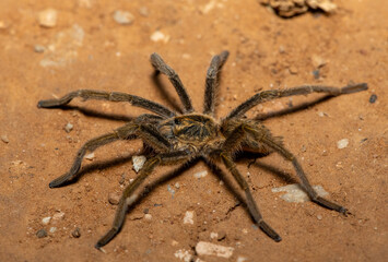 Dunbrody Golden Lesser Baboon Spider (Harpactirella magna)