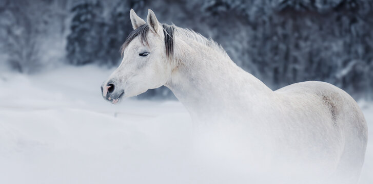 Weisses Pferd im Schnee, Pferde Aufnahme Seitlich, Breitbildformat 