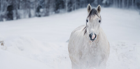Weisses Pferd im Schnee, Pferd im Winder, Koppel, Liebes Pferd von vorne, Breitbildformat 