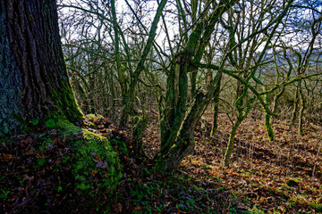 cold winter sunny morning in Bovaria