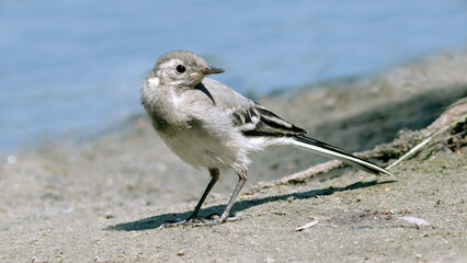 grey heron on the beach