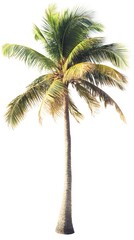 Coconut isolated on a white background