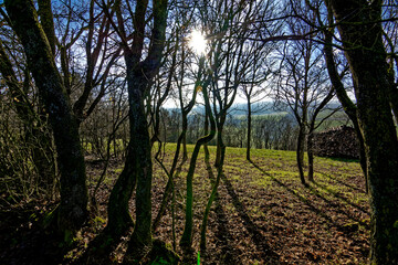 Fototapeta premium cold winter sunny morning in Bovaria