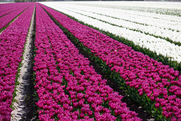 Rows of vibrant purple and white tulips fill a field.  A striking display of spring blooms.