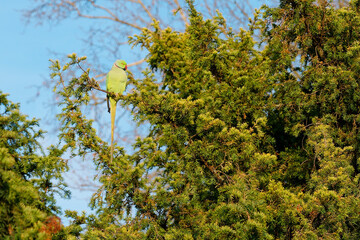 Green parakeet perched on a branch in Bois de Vincennes, showcasing vibrant wildlife in the largest park in Paris during a sunny day