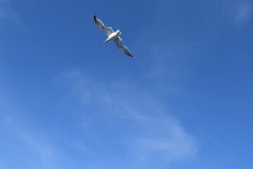 Seagull in the sky