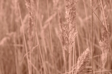 Mocha Mousse grasses with spikelets of beige color close-up. Abstract natural background of soft plants monochrome color 2025.