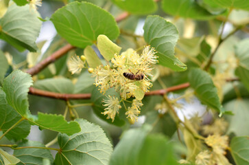 Honey bee collecting nectar on linden blossoms. Close-up of linden blossoms on a summer day.