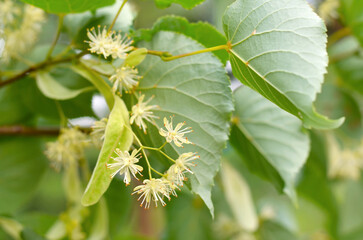 Close-up of linden inflorescence. Honey and medicinal plant.