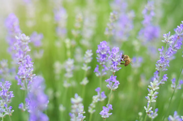 Obraz premium Honey bee collecting nectar on lavender flowers. Close-up of lavender flowers on a summer day.