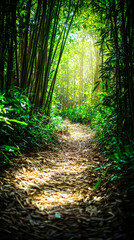 Fototapeta premium serene bamboo forest path with soft light filtering through leaves