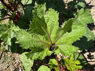 Okra plant in the garden. Close-up of fresh green leaves with lady's fingers veins. Latin name Abelmoschus esculentus. Okra vegetable flowers in summer organic garden. Live okra plant. Mallow family.
