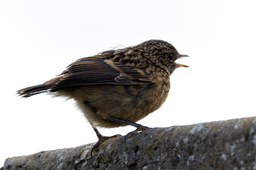 Stonechat (Saxicola rubicola), Found in Open Grasslands and Coastal Areas Across Europe