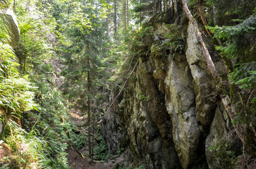 Serene image features a lush, green forest pathway framed by towering rocky cliffs of Dovbush pantries. Sunlight filters through the dense canopy, creating a peaceful and inviting atmosphere 