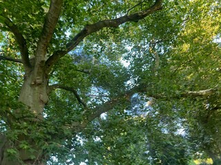 Beautiful tree with green leaves growing outdoors