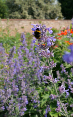 Beautiful nepeta plant with with bee showing wings