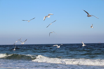 seagulls on the sea