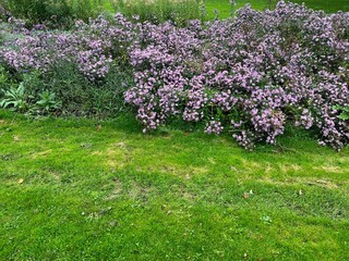 Obraz premium Beautiful violet flowers and green grass growing outdoors