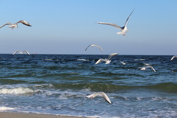 seagulls on the sea