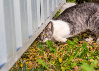 Fototapety na wymiar - Fototapeta24.pl
