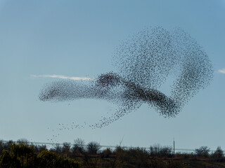 A mesmerizing display of starlings in murmurating formation against a clear blue sky captivates viewers with intricate patterns and fluid movement in the afternoon light.