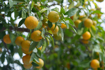 Mandarins growing on trees in the late autumn months. Ideal for agriculture, seasonal produce, and healthy eating content in marketing or food-related materials.