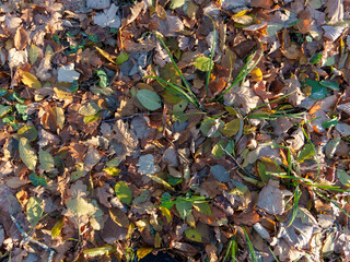 A carpet of vibrant autumn leaves blankets the ground, showcasing various colors and textures. Sunlight filters through the trees, illuminating the rich hues of the fallen foliage.