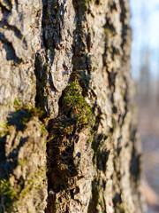 Detailed texture of tree bark showcases grooves and patches of moss. Natural environment highlights the beauty of wood in a serene outdoor setting during daylight.