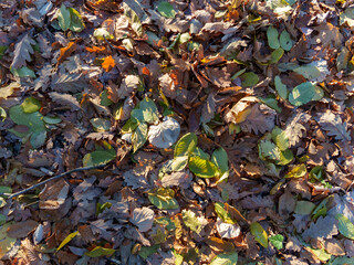 A vibrant mix of green and brown leaves covers the forest floor during autumn. Sunlight filters through branches, highlighting the beauty of the fallen foliage.