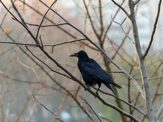 A black raven sits on a branch of a bare tree, surrounded by a tranquil park environment. The soft light highlights the bird's glossy feathers against the muted background.