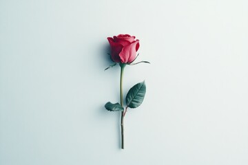 Overhead view of a single red rose on a plain white backdrop, emphasizing its elegance for Valentinea??s Day designs
