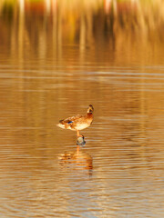 A brown duck stands gracefully on the calm waters, surrounded by soft golden hues reflecting from the sunset. The serene scene captures the beauty of nature in a tranquil setting.