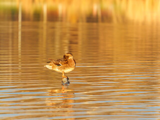 A duck is perched on a small rock in calm waters, reflecting the warm colors of the sunset. The tranquil setting creates a peaceful atmosphere with soft ripples.